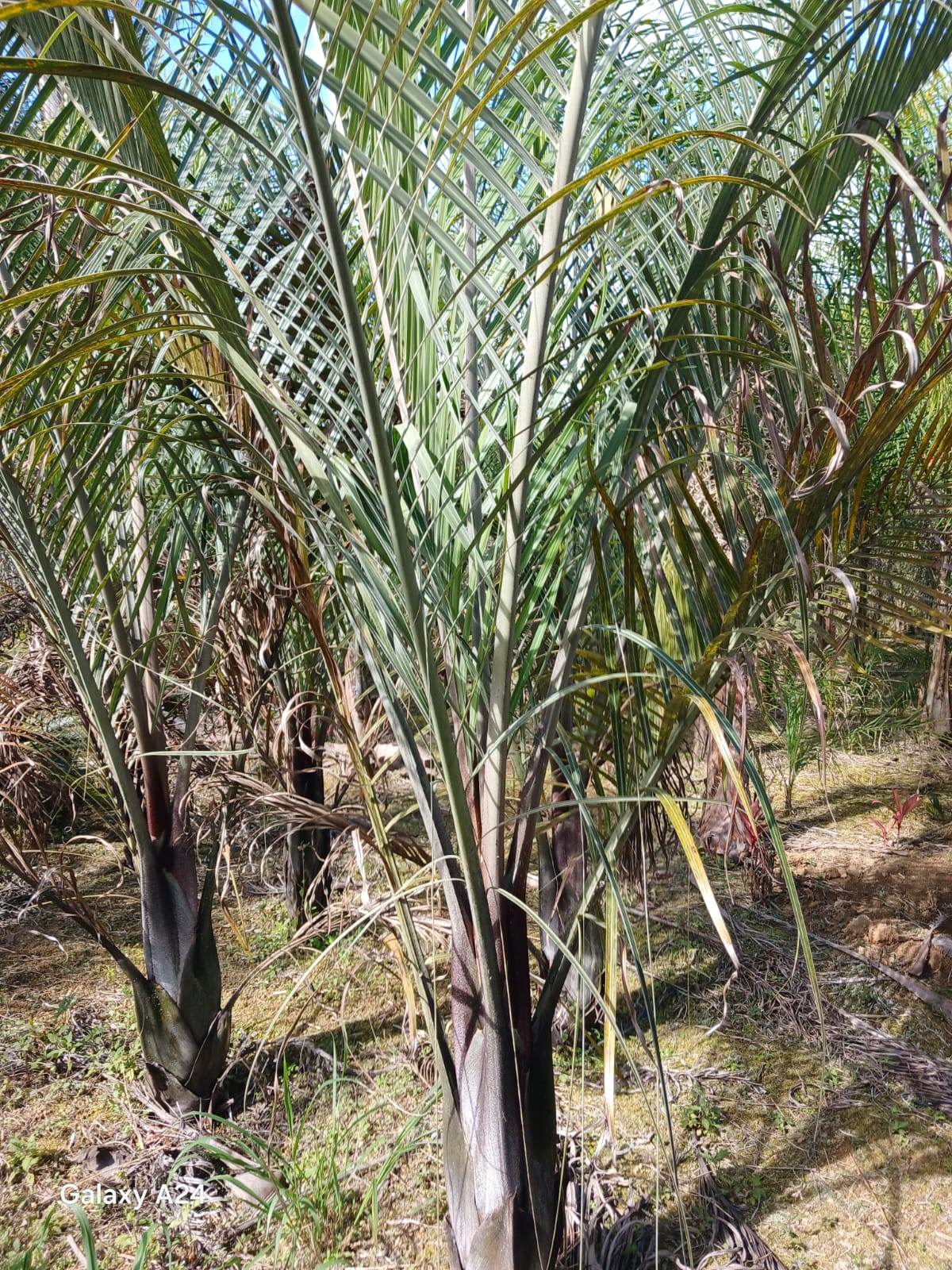 Plantas FAMIGU